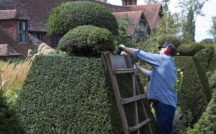 Réussir la taille de votre haie pour un jardin resplendissant